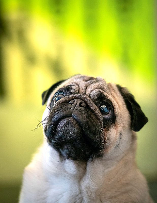 Small pug dog looking up.
