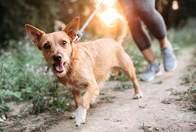 Small brown dog jogging alongside his owner.