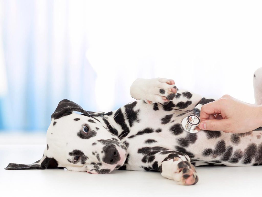 Dalmation dog laying on a surgical table having his heart listened to.