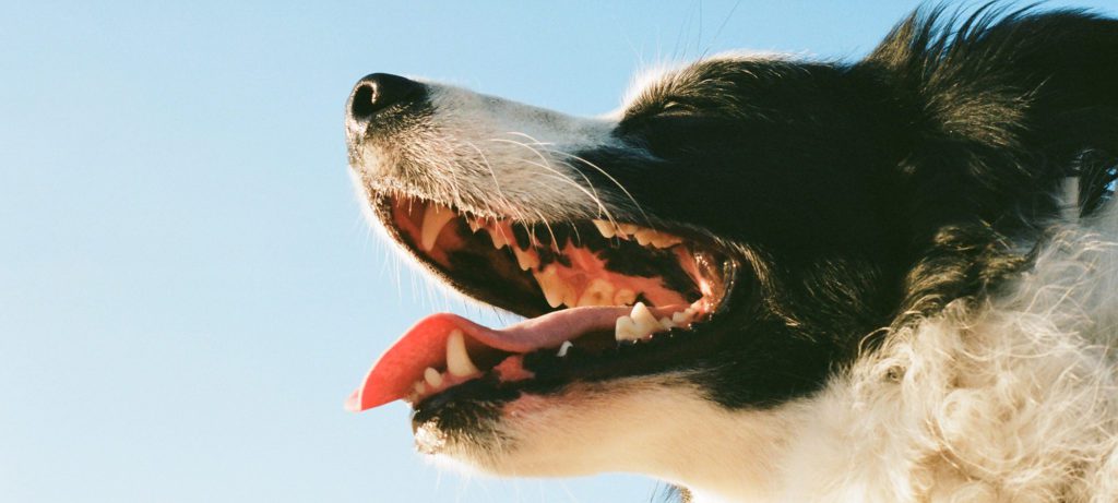 View of the inside of a dog's mouth.