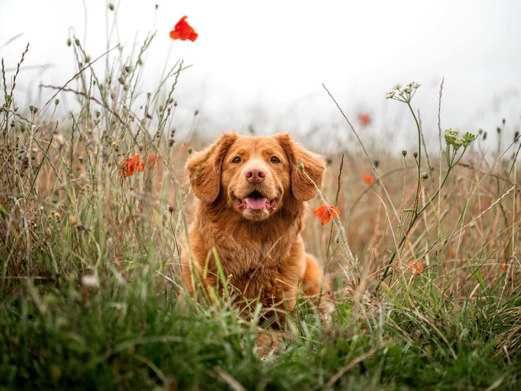Red dog sitting in a field of grass and flowers.