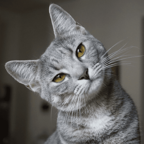 Gray cat with brown eyes with head tilted to the left