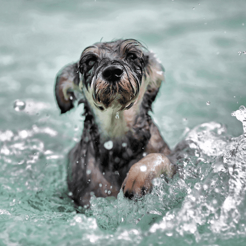 Grayish small Terrier swimming in the waters