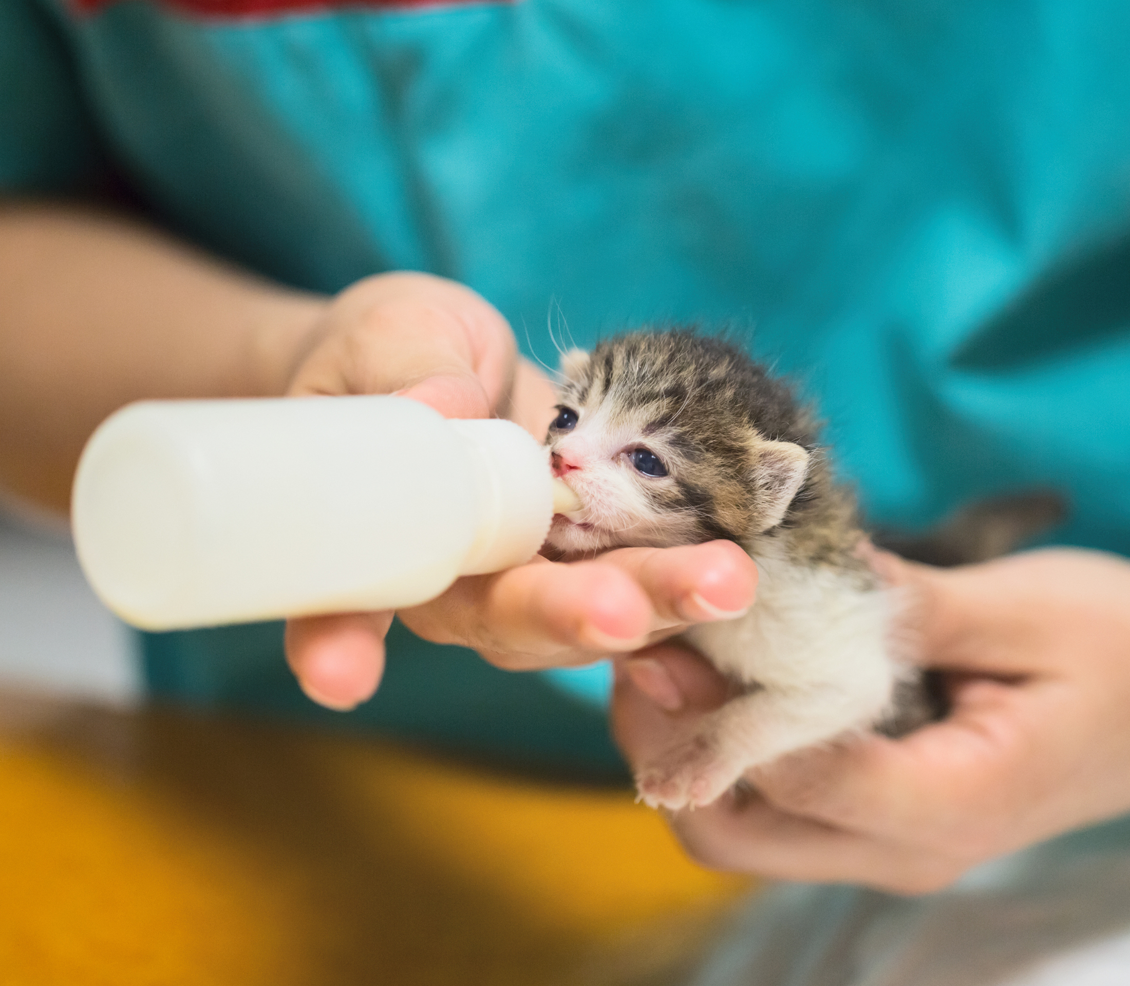Grayish kitten sipping milk from milk bottle