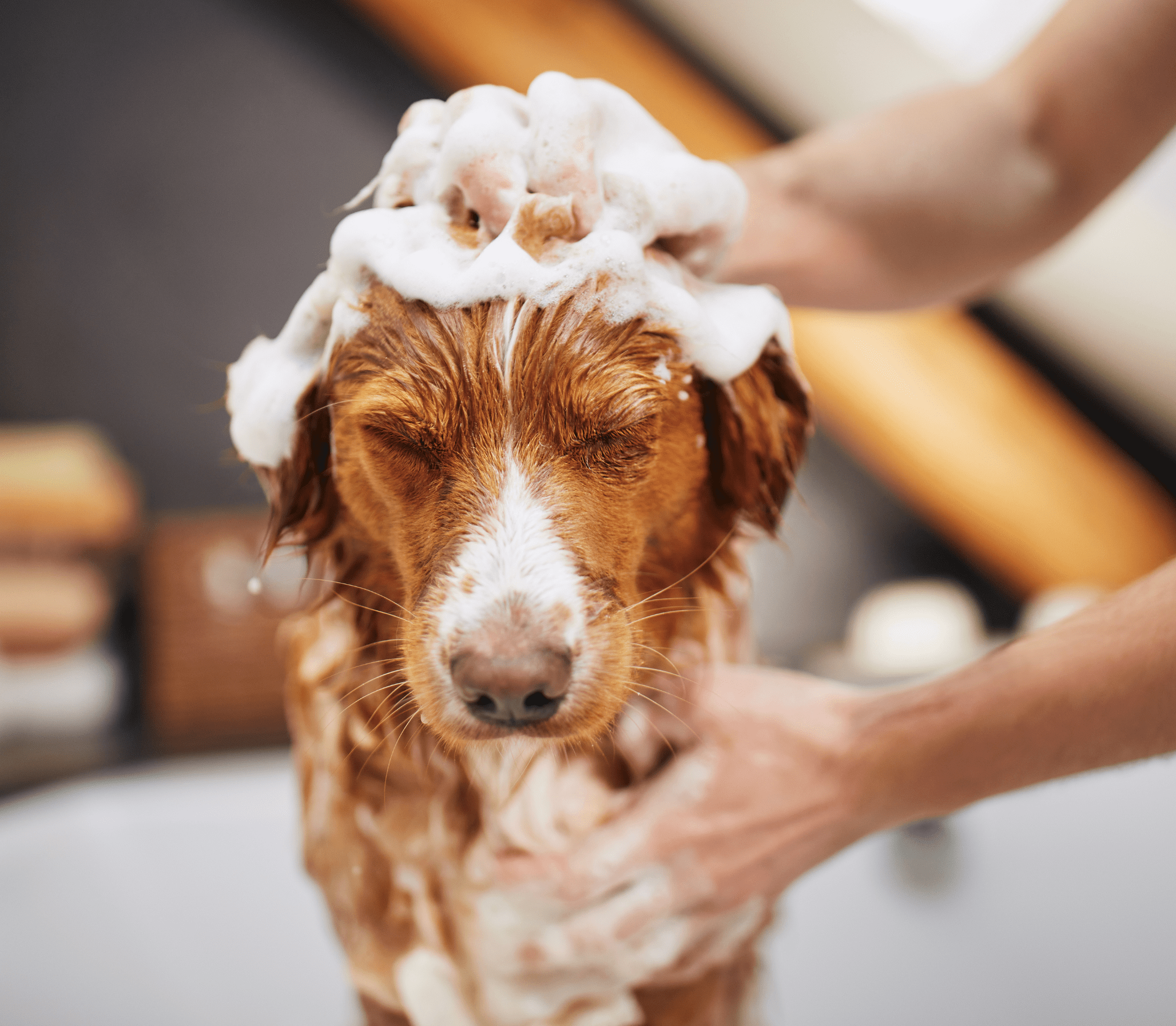 Brown dog having a bath with bubbles on the head