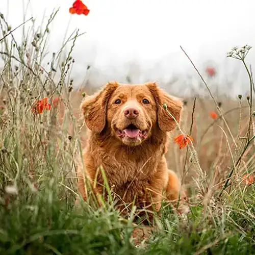 Red dog sitting in a field of grass and flowers.