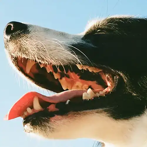 Close-up of a dog's mouth and teeth.