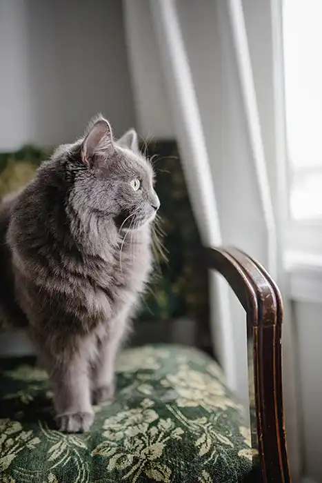 Gray cat standing on a green chair looking out the window.