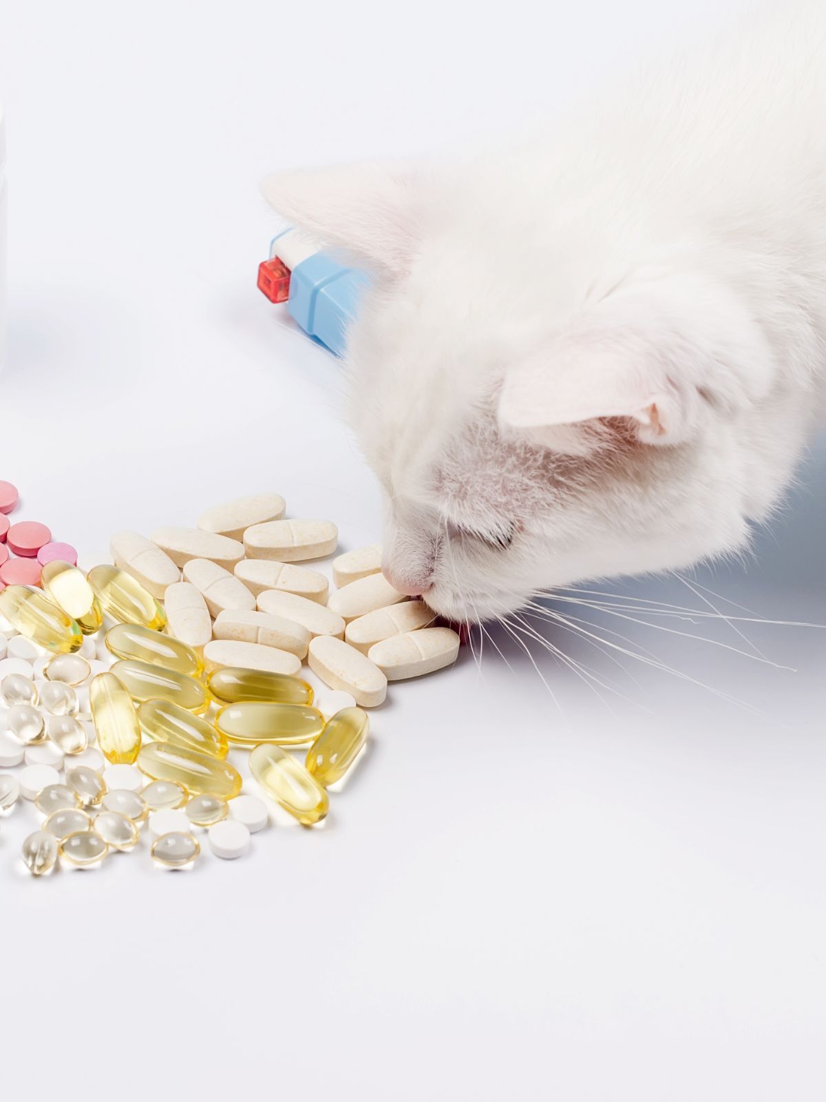 a cat sniffs a pile of assorted pills spilled from a bottle