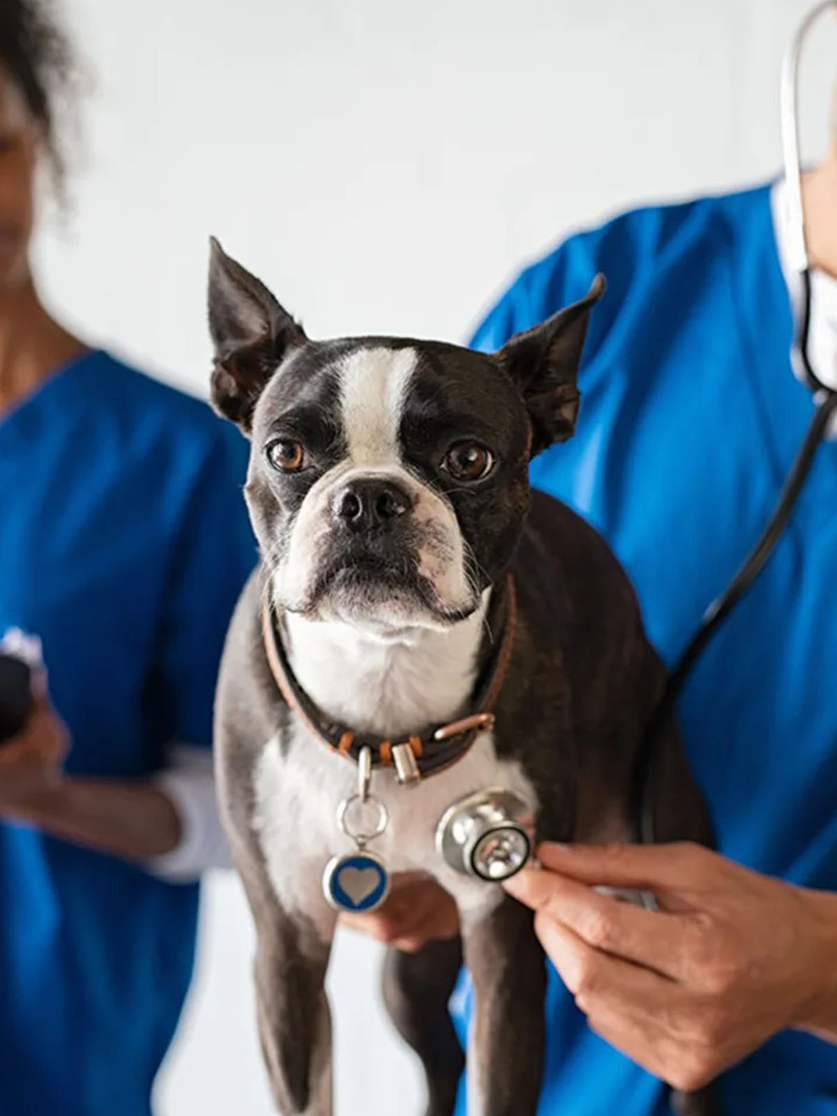 a dog getting checked by a vet with a stethoscope