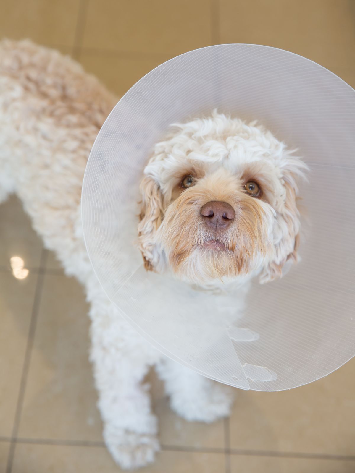 a dog looking up with a clear Elizabethan collar on