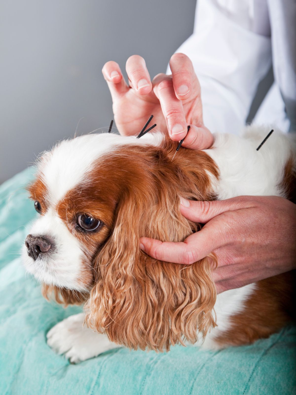 a dog receiving acupuncture treatment from a practitioner