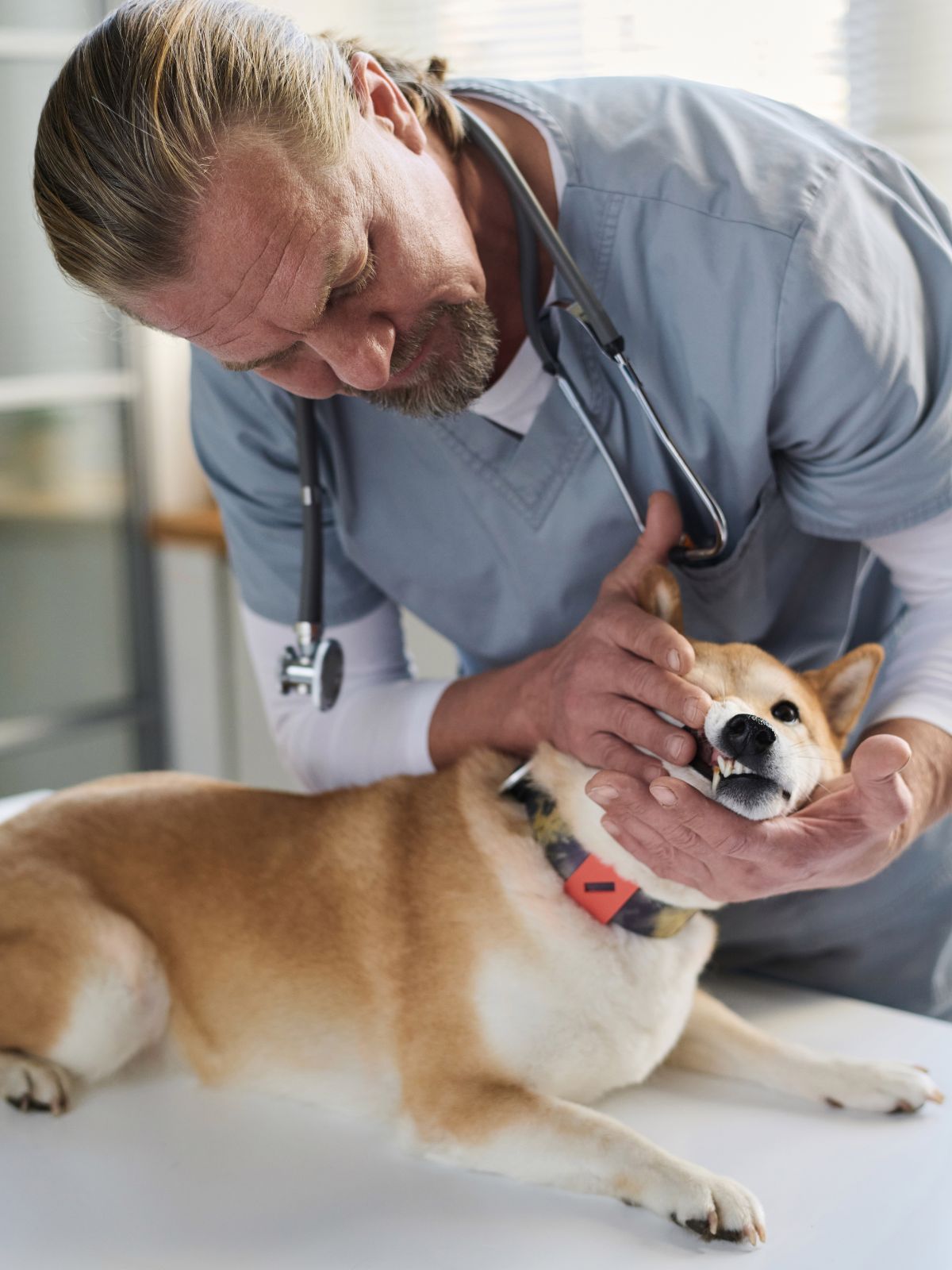 a vet in scrubs examining a dog on a table