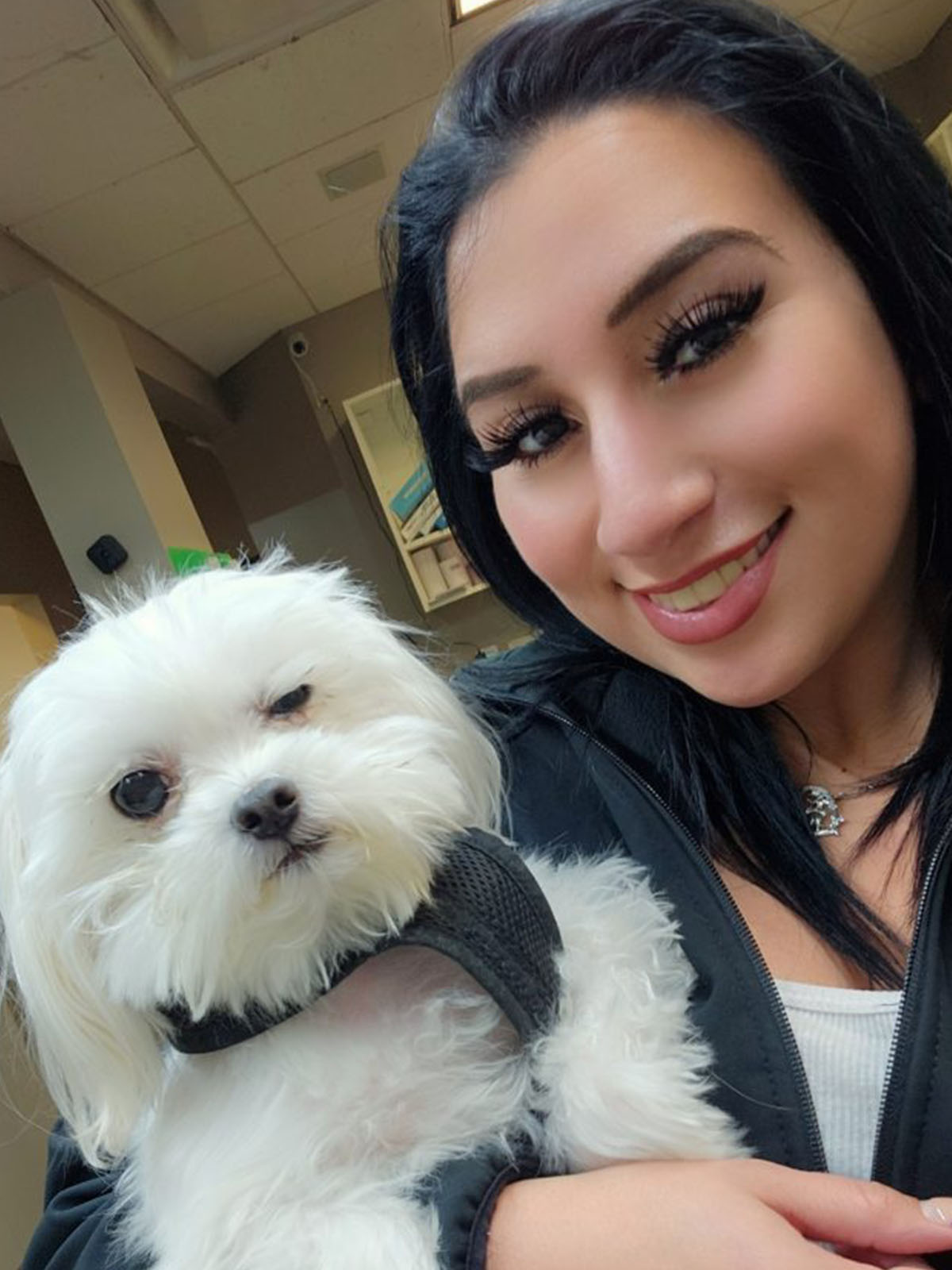 a white fluffy dog with a black harness being held by a person