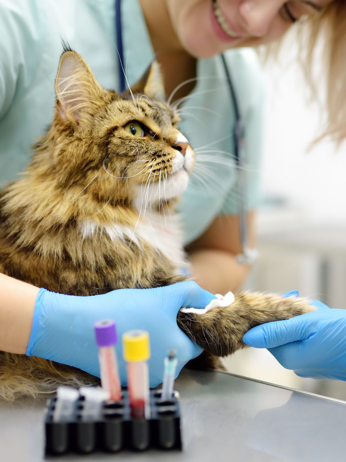 A cat at the vet getting its blood drawn