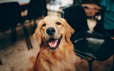 Pet Dentals Under Anesthesia: What are they?
